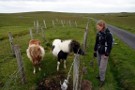 Debbie And Shetland Ponies, Foula
